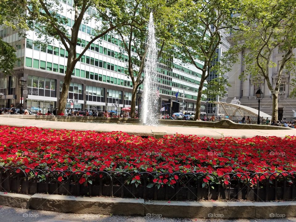 Garden, Flower, No Person, City, Architecture