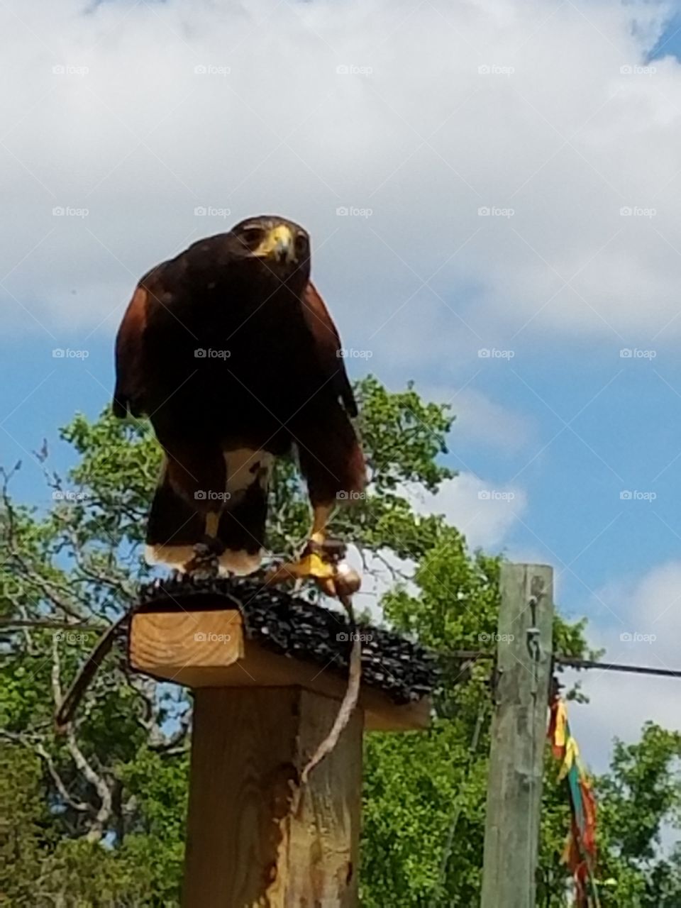 Sherwood Forest Faire pic set
