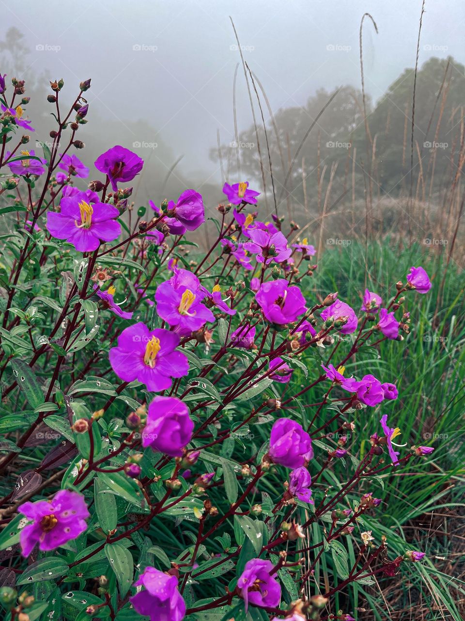 Forest flowers 