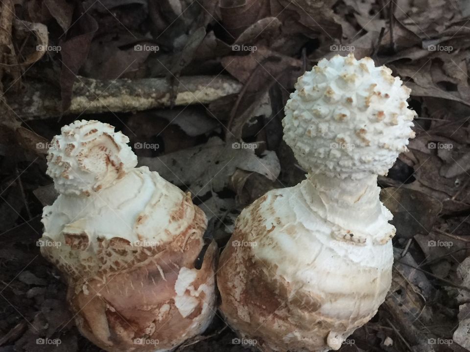 Two funky mushrooms