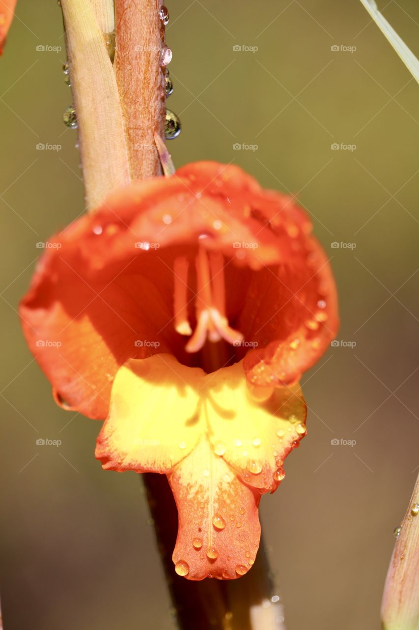 See drops on bright bold orange coloured blossom
Of tropical flower