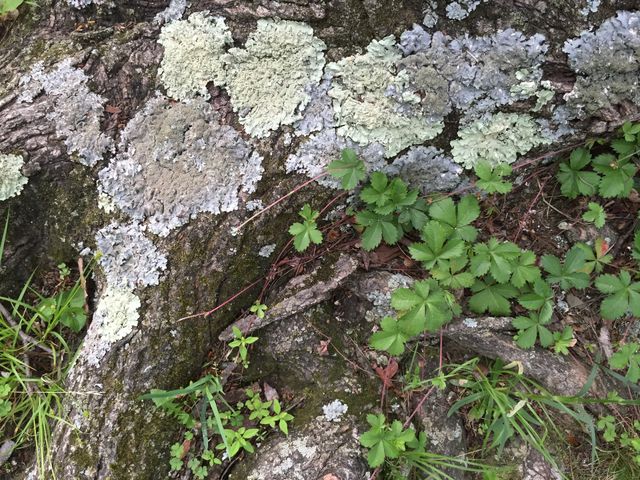Bark and Greens