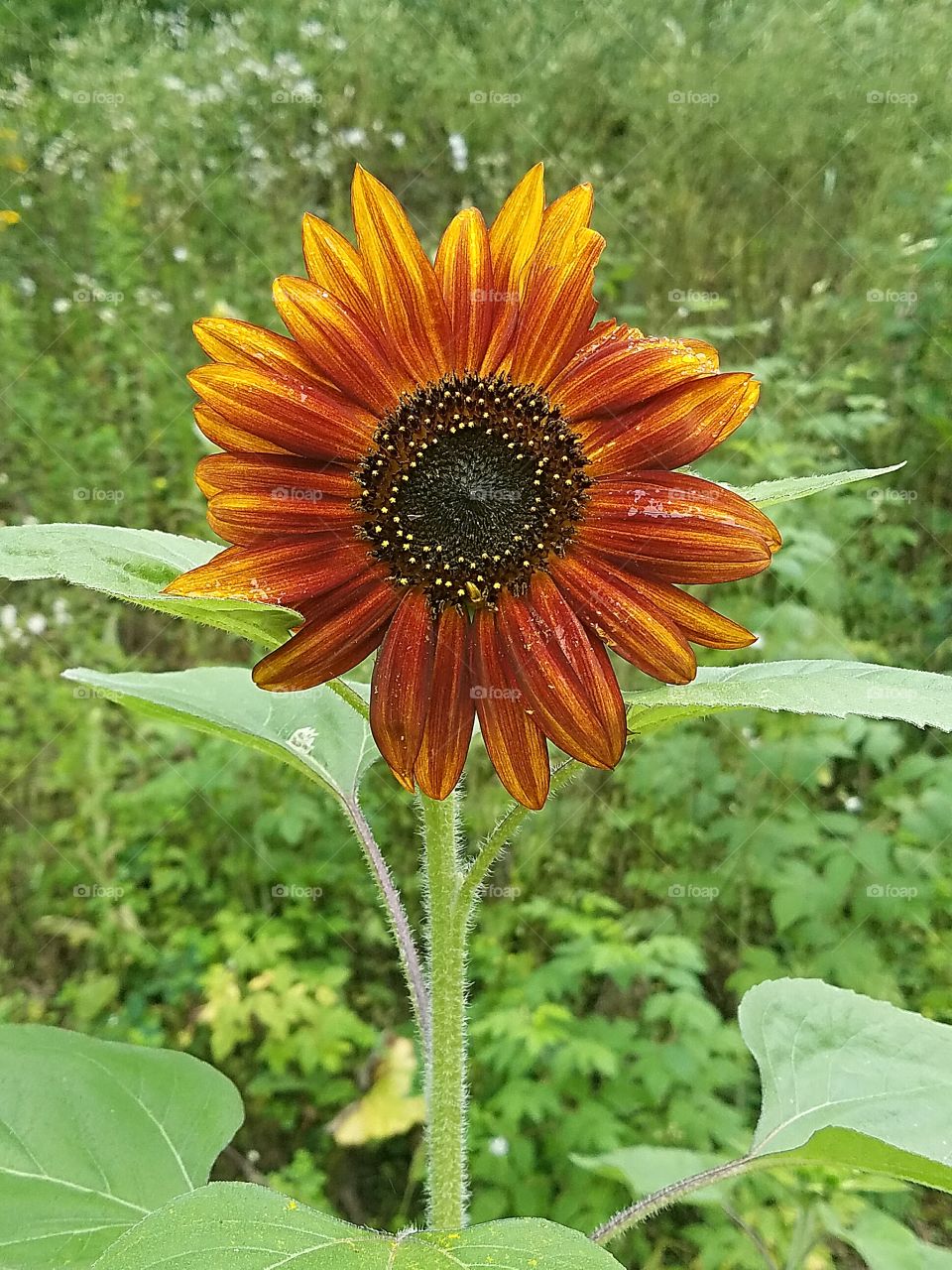 sunflower