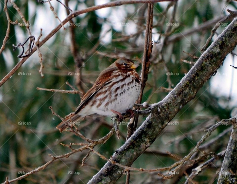 Fox sparrow