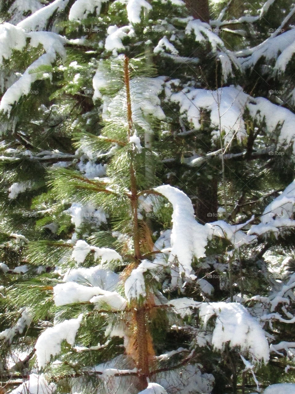 snow tree