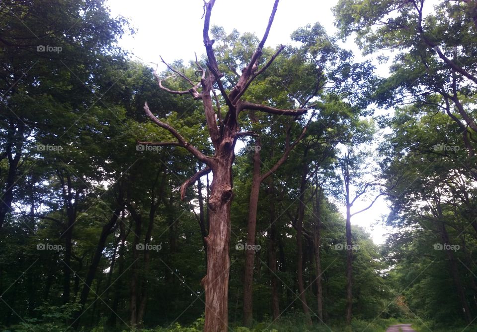 Creepy Tree