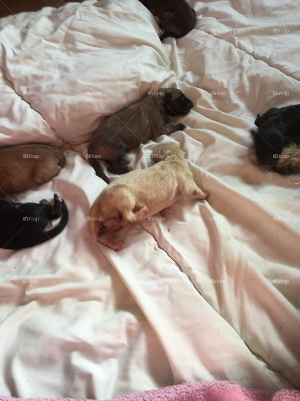 5 new born cut puppies just hours old