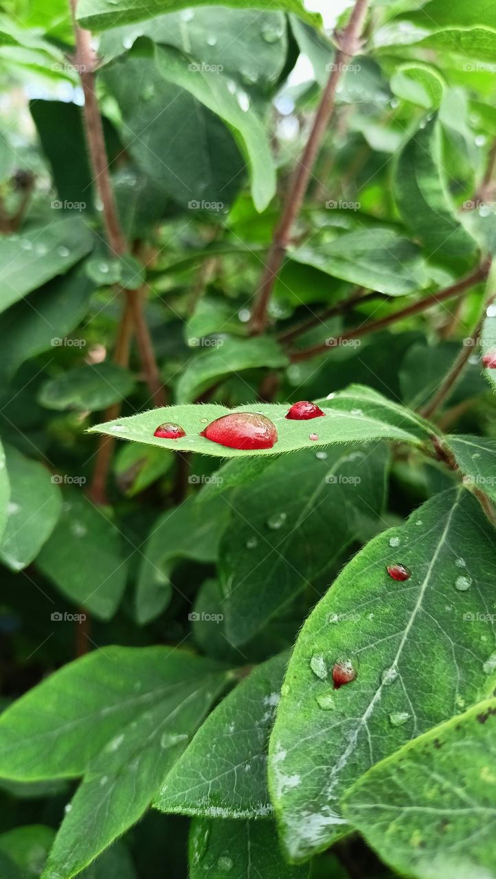 red and green, edge of raindrops on leaves,drops,red,green leaves,summer,bush