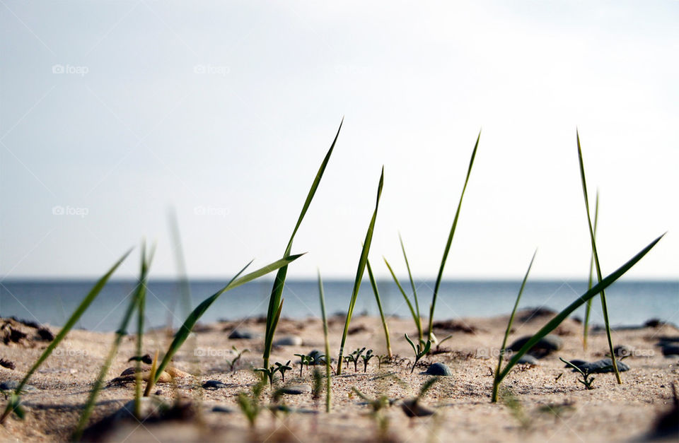 beach sky grass summer by rudestar