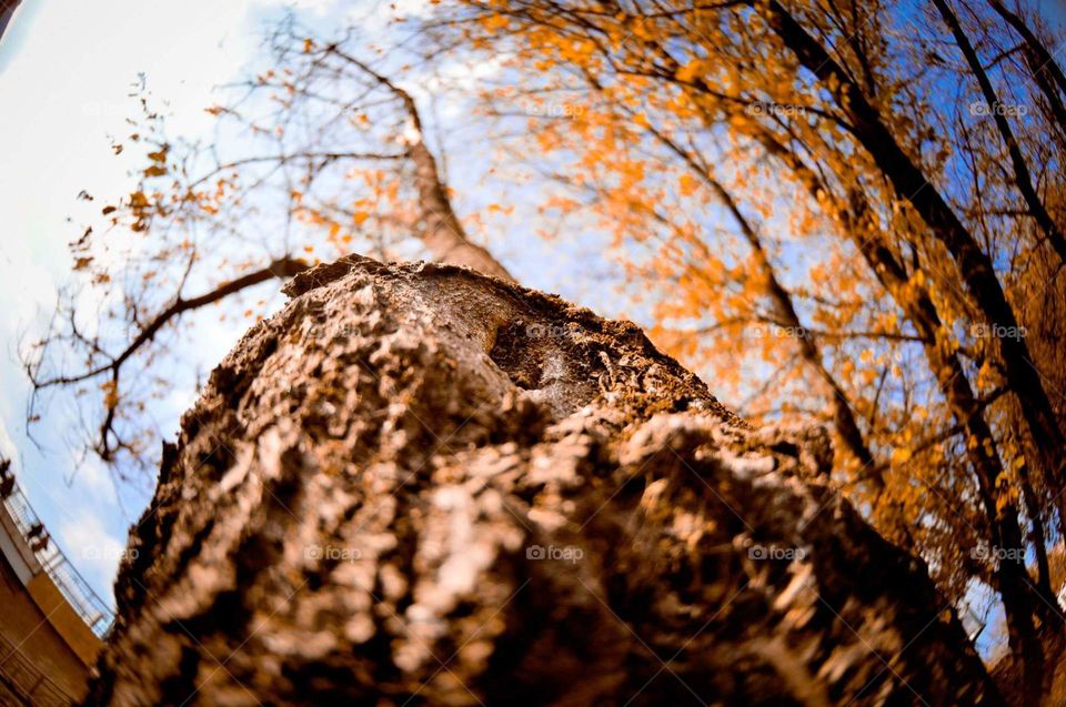 Stock of the tree taken from down 