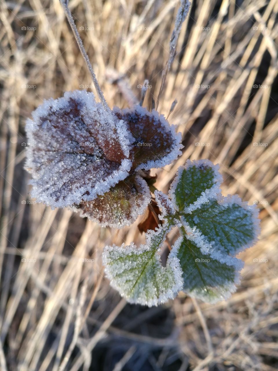 Frost covered leaves