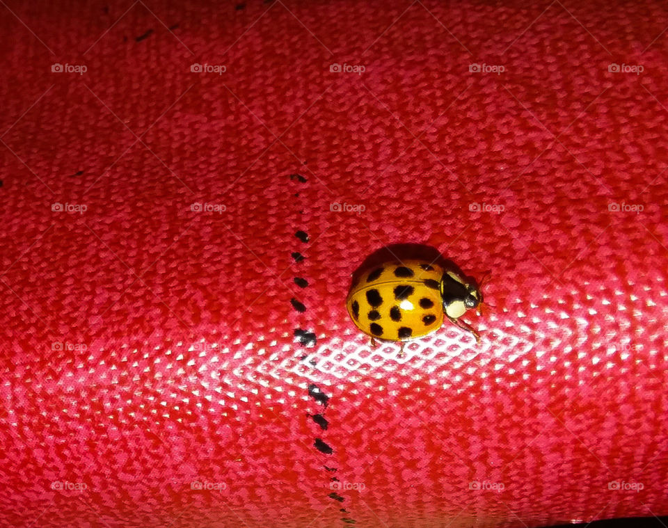 Ladybug