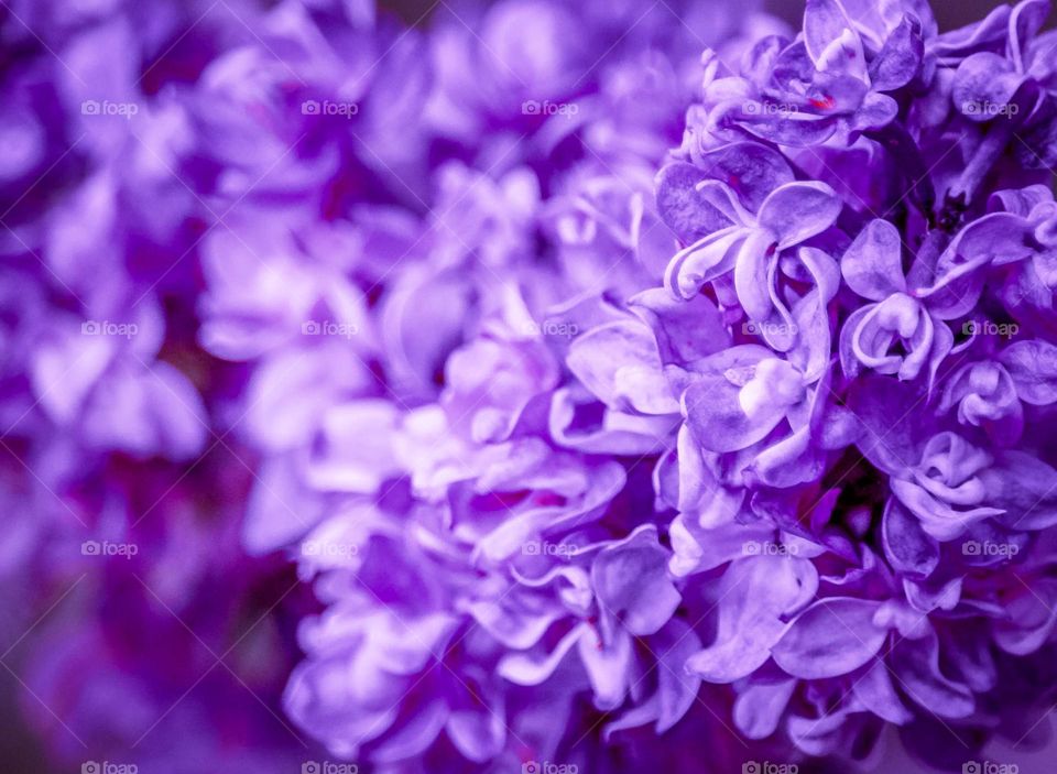 Gorgeous lilac flowers