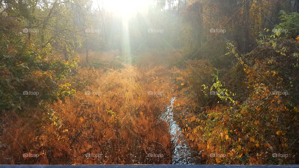 Sunlight on fall trees