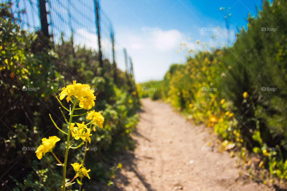 Wild flowers blooming