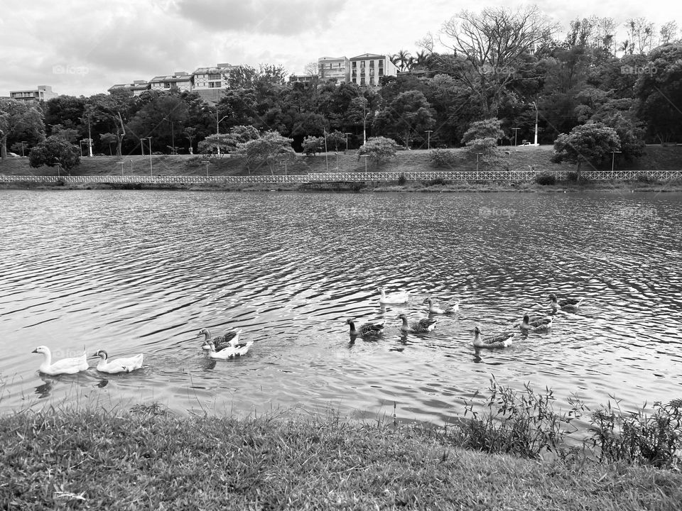 Mesmo com chuva e tempo feio, a beleza do Lago do Taboão permanece inspiradora!

Em preto e branco, também tudo é bonito: