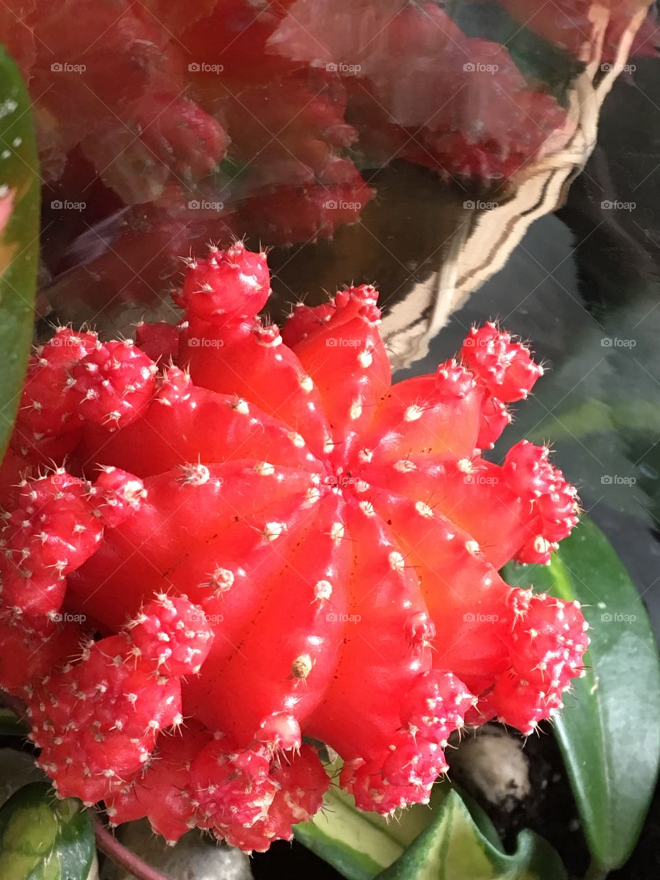 Red cactus 