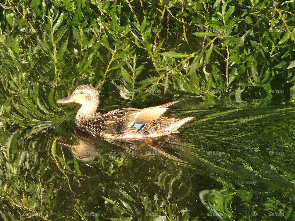 brown and blue duck swimming in green Oregon pond