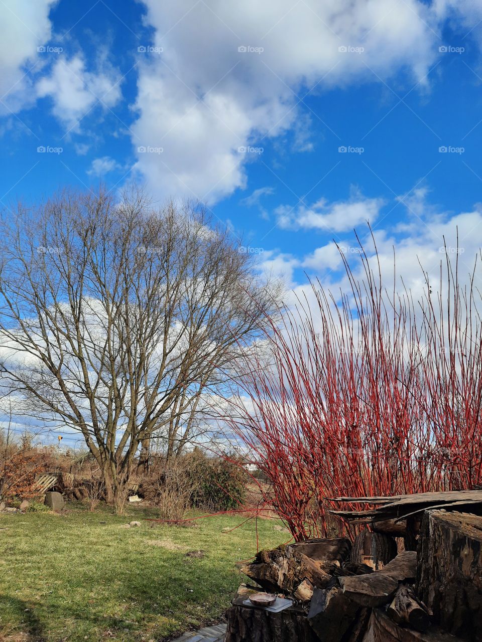 early sprintime - red branches if dogwood against blue sky