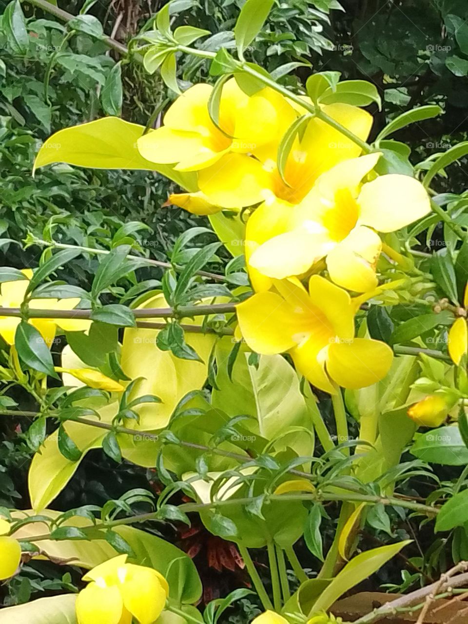 yellow bells 2