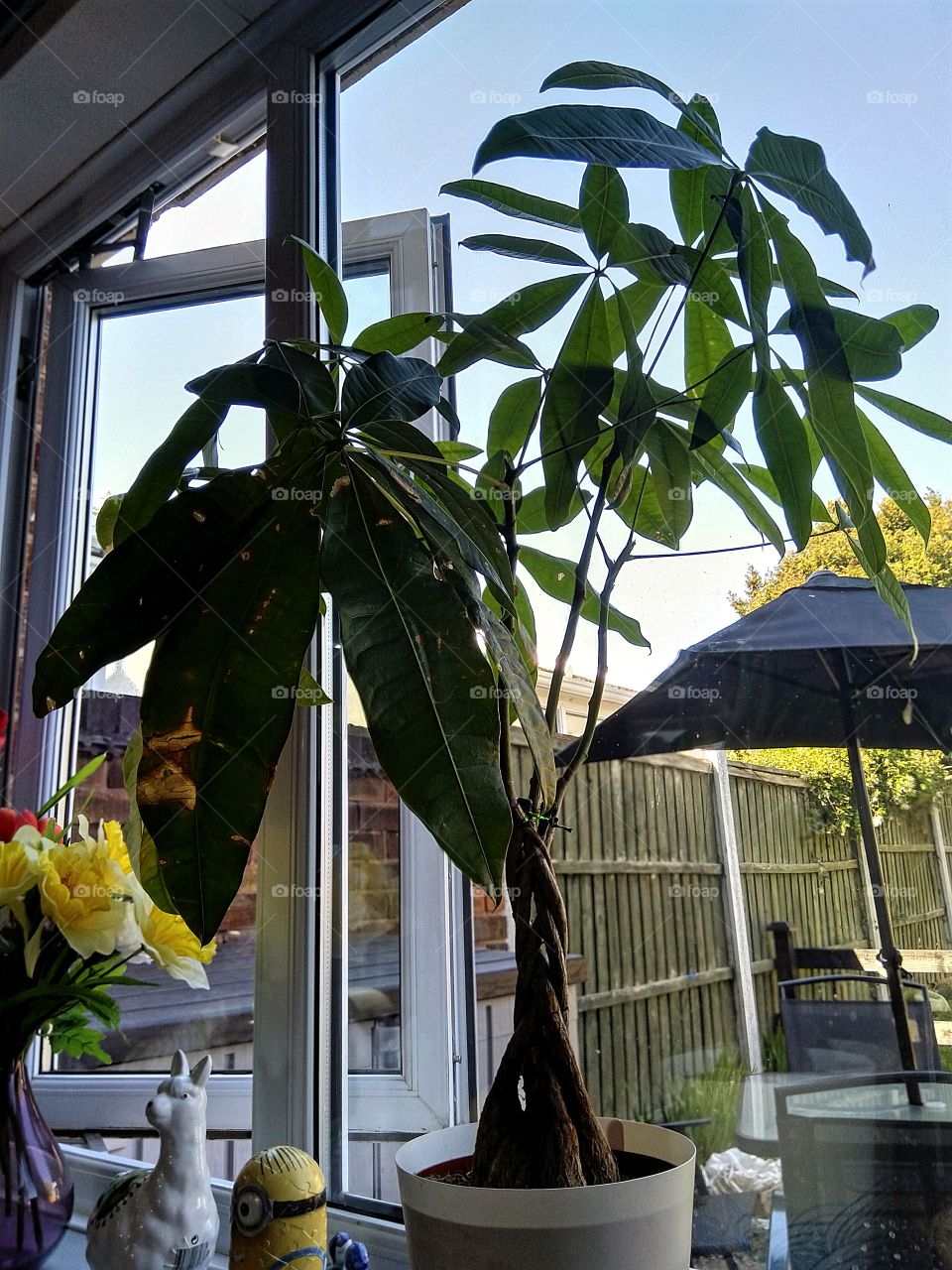 weird tree plant thing