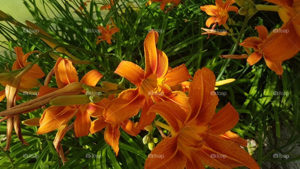 Flower lilly orange