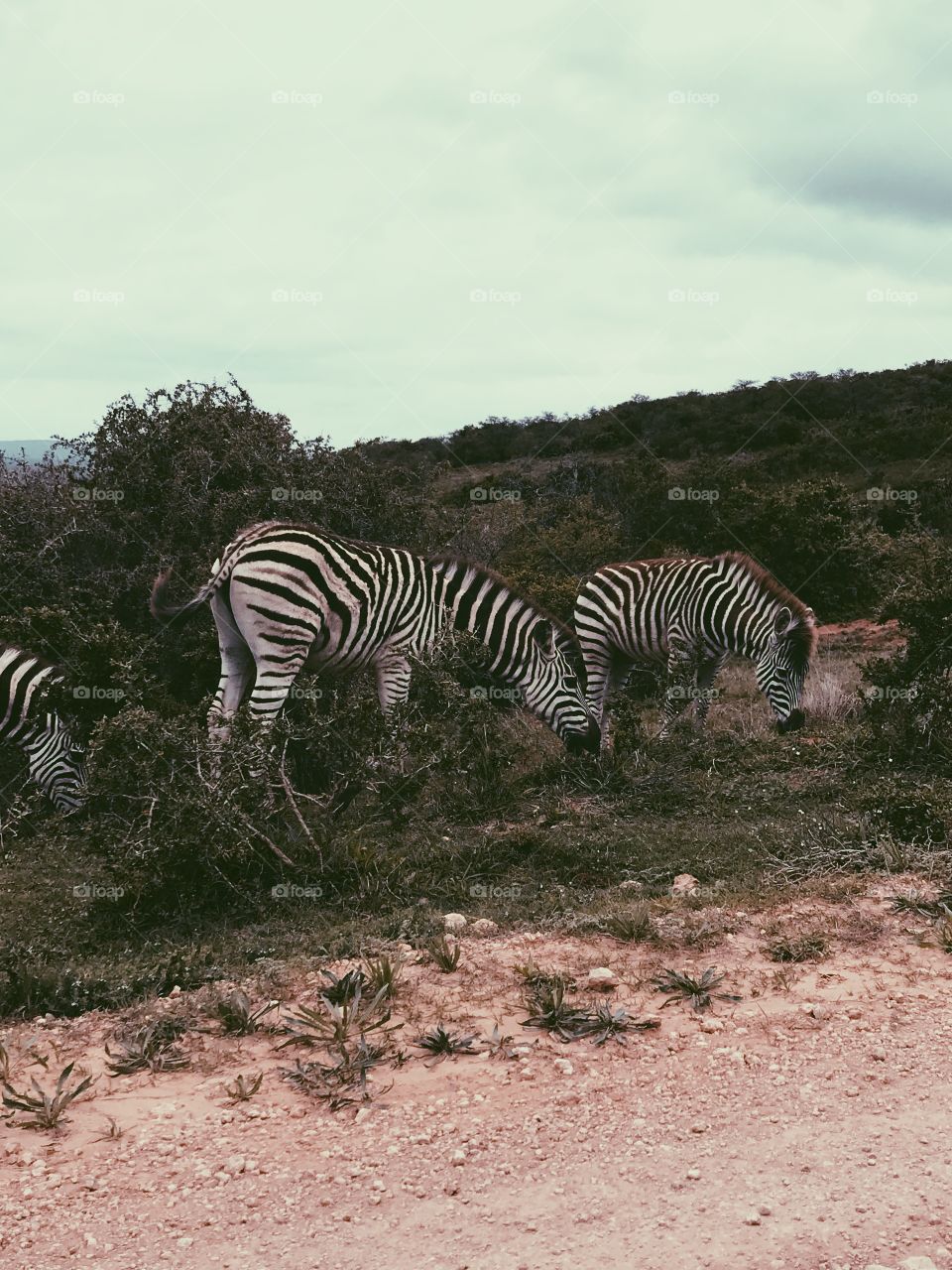 Zebras grazing 
