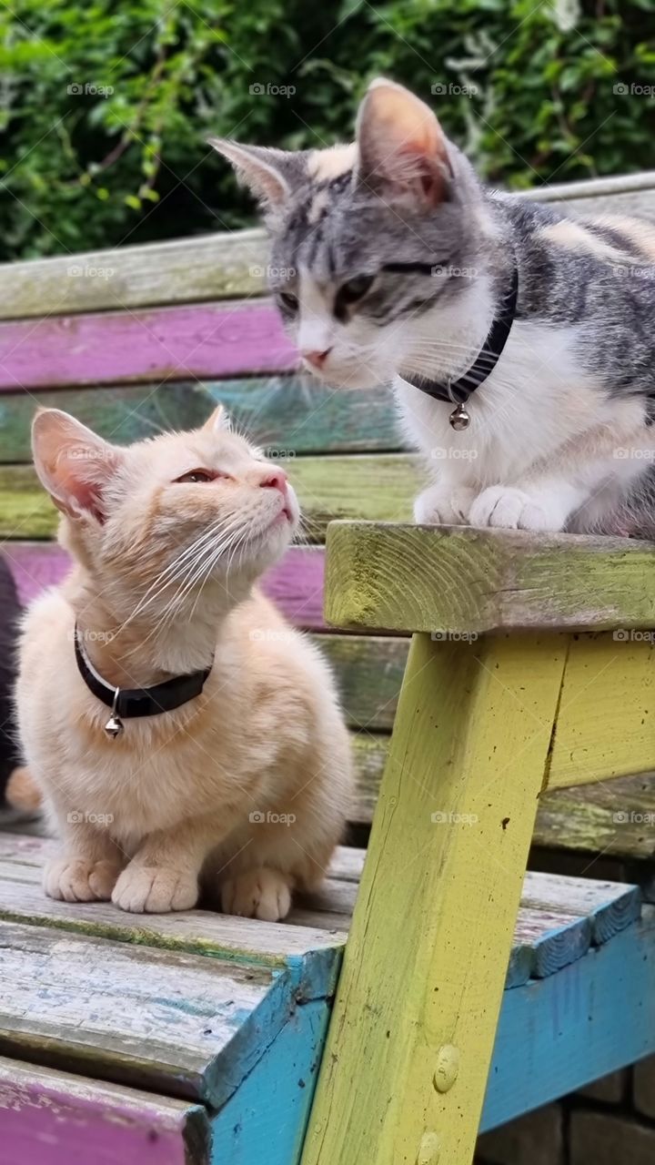 cute cats