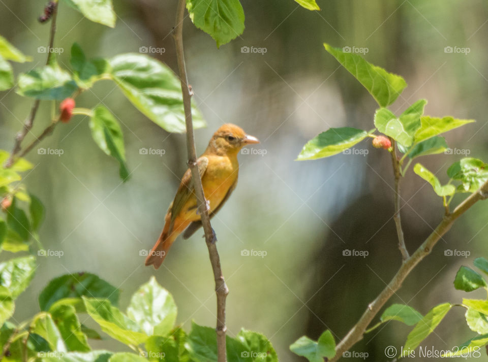 Female summer tanager 