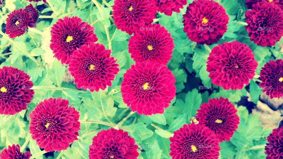 Hardy Red Mums