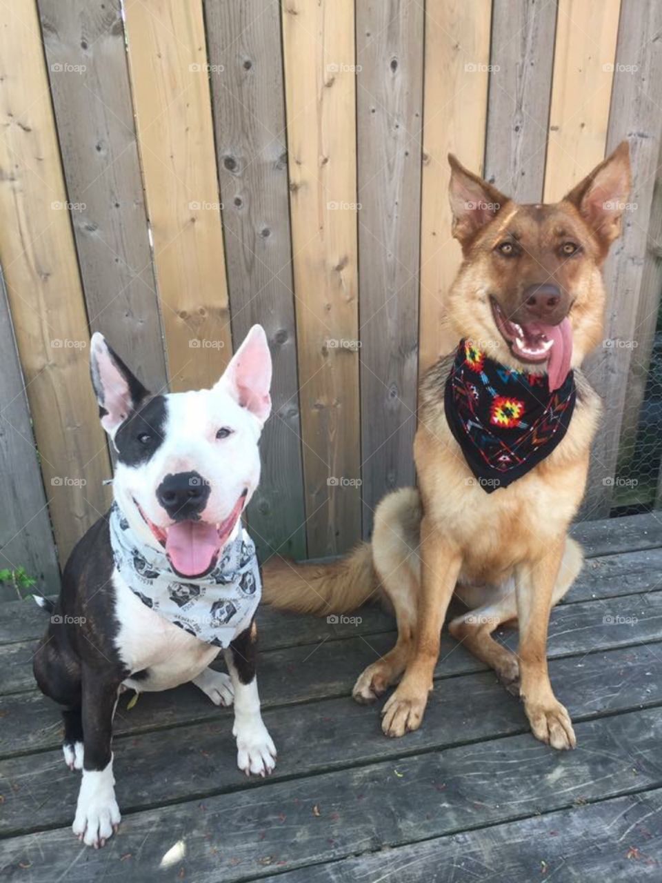 Two happy dogs outside