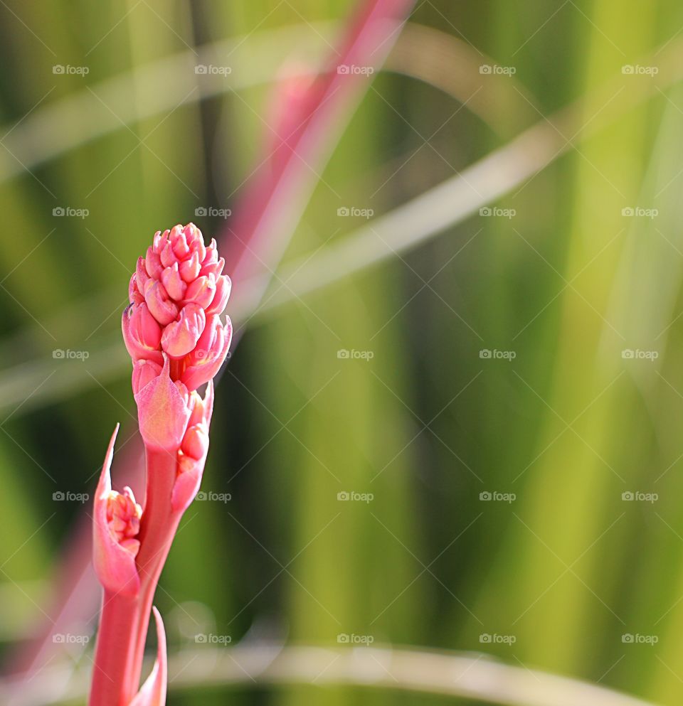 Close-up of flower buds in spring