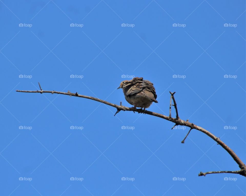 Young mourning dove on branch with bright blue sky  on May afternoon 