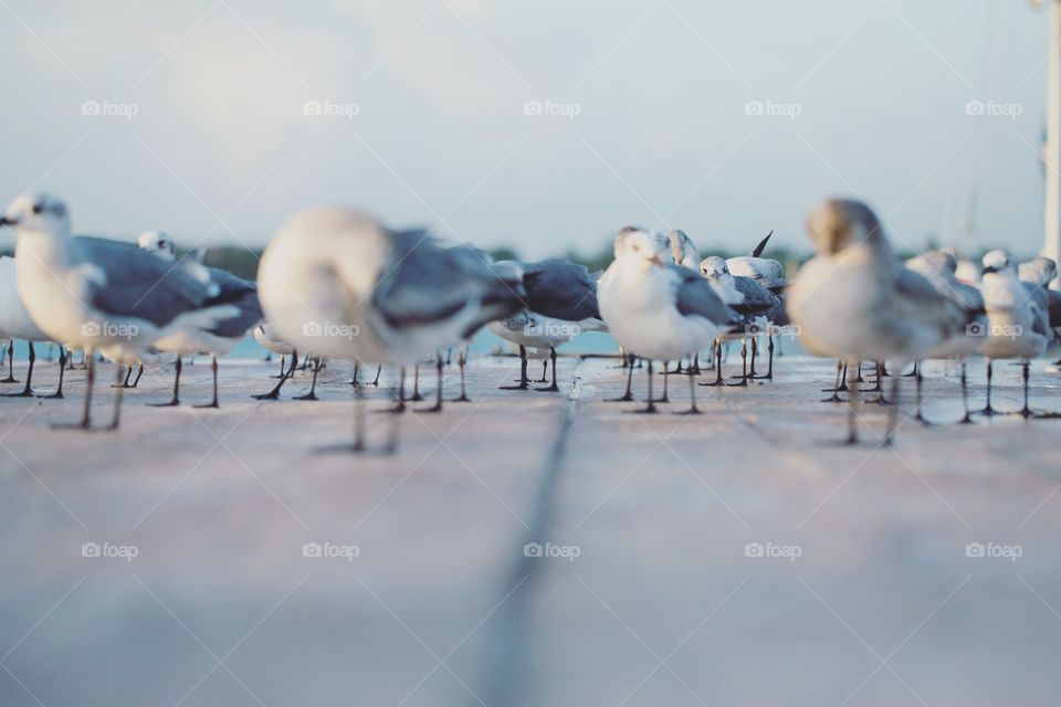 Depth of perspective - a look into my creativity. Many seagulls on a dock by the ocean, focus on their feet.