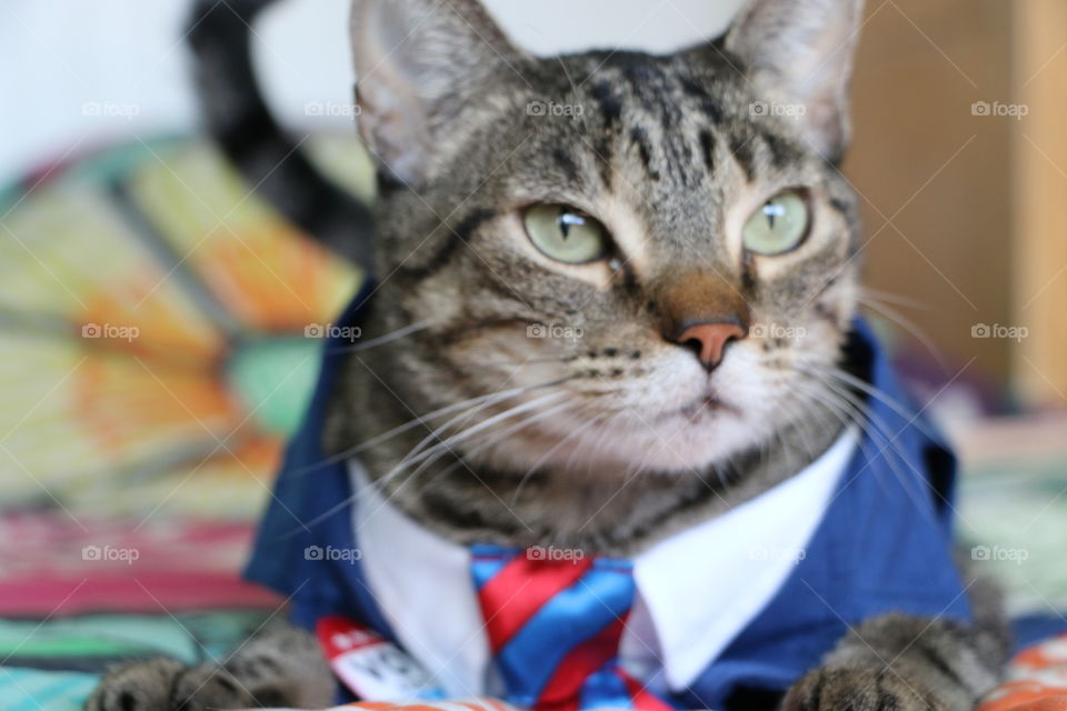 Down to business cat with attitude. 