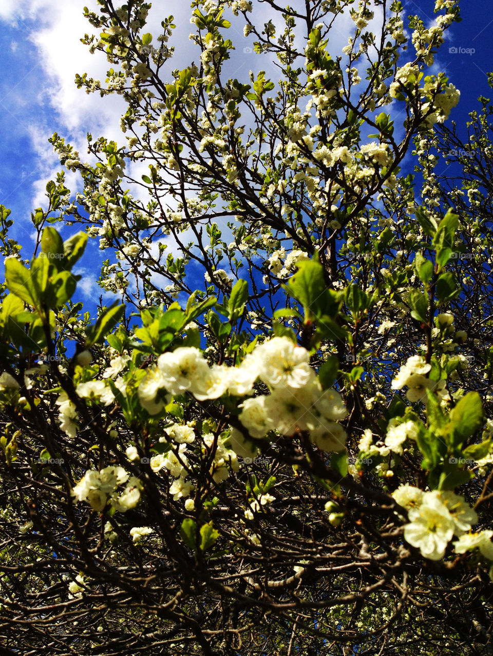 sky flowers sol sommar by joosse_b