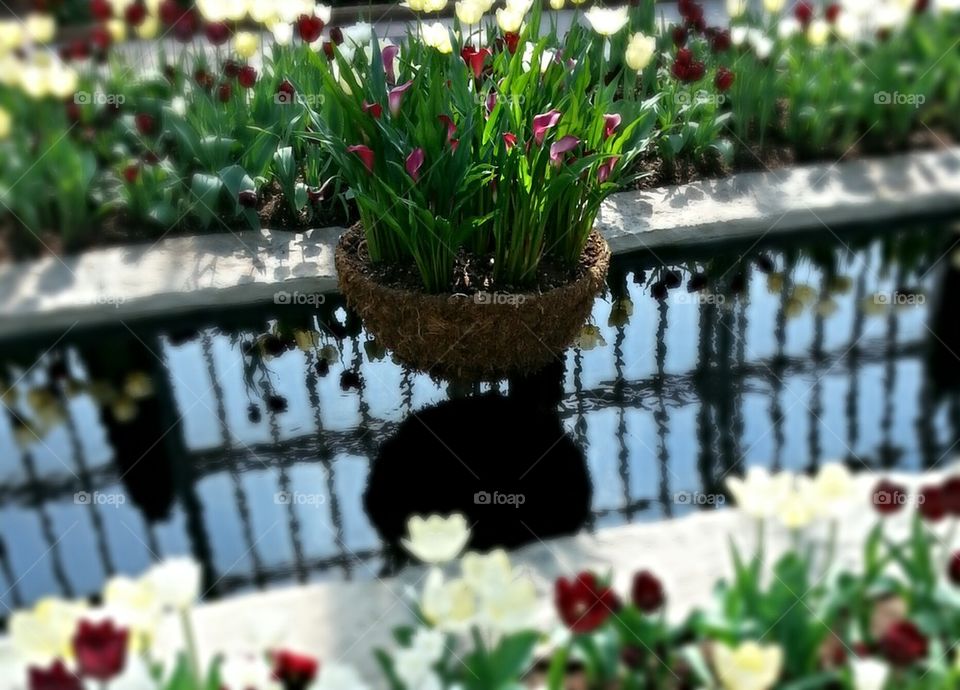 lilies on display