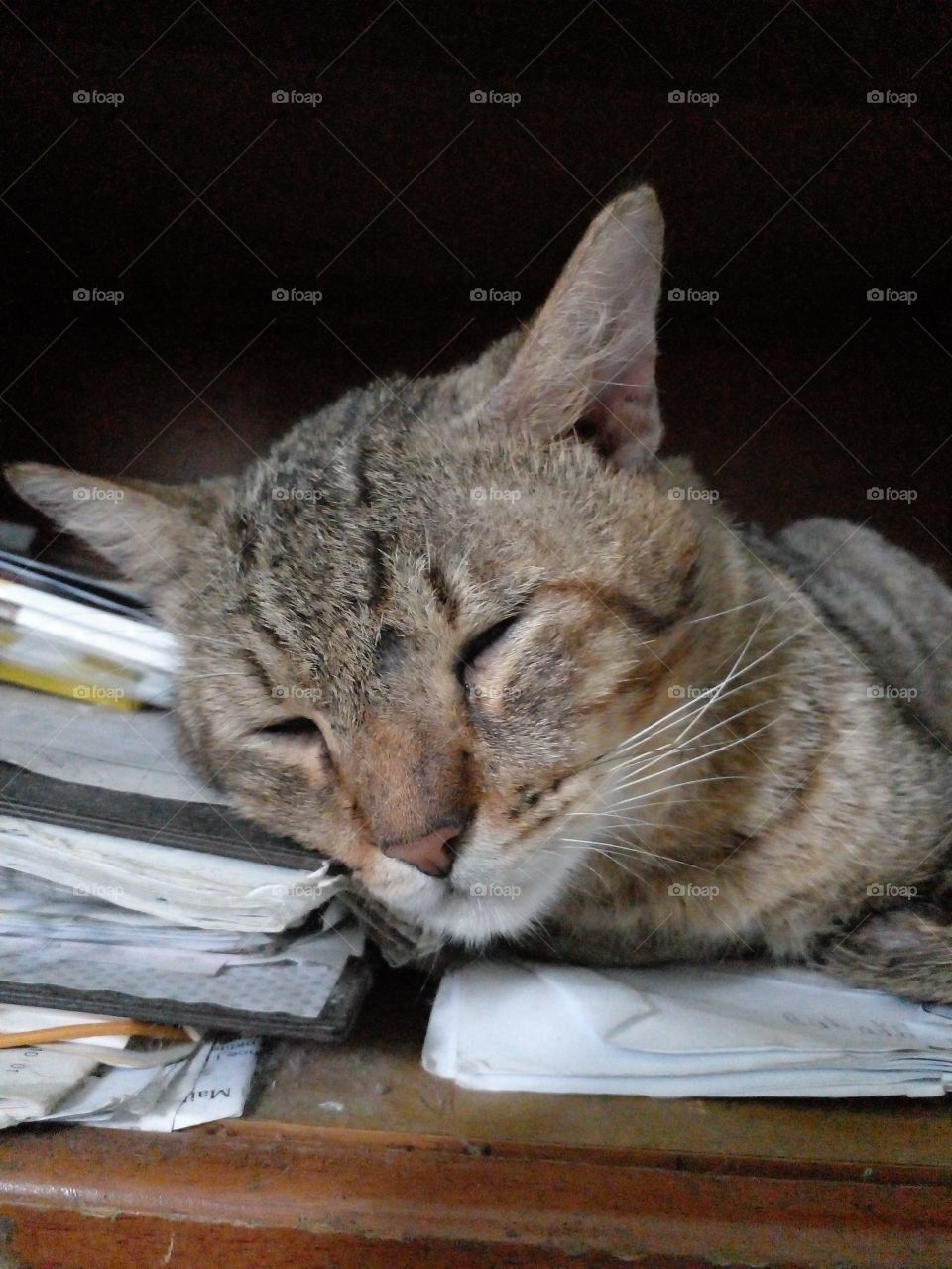 dont disturb me I need a nap..meoww..