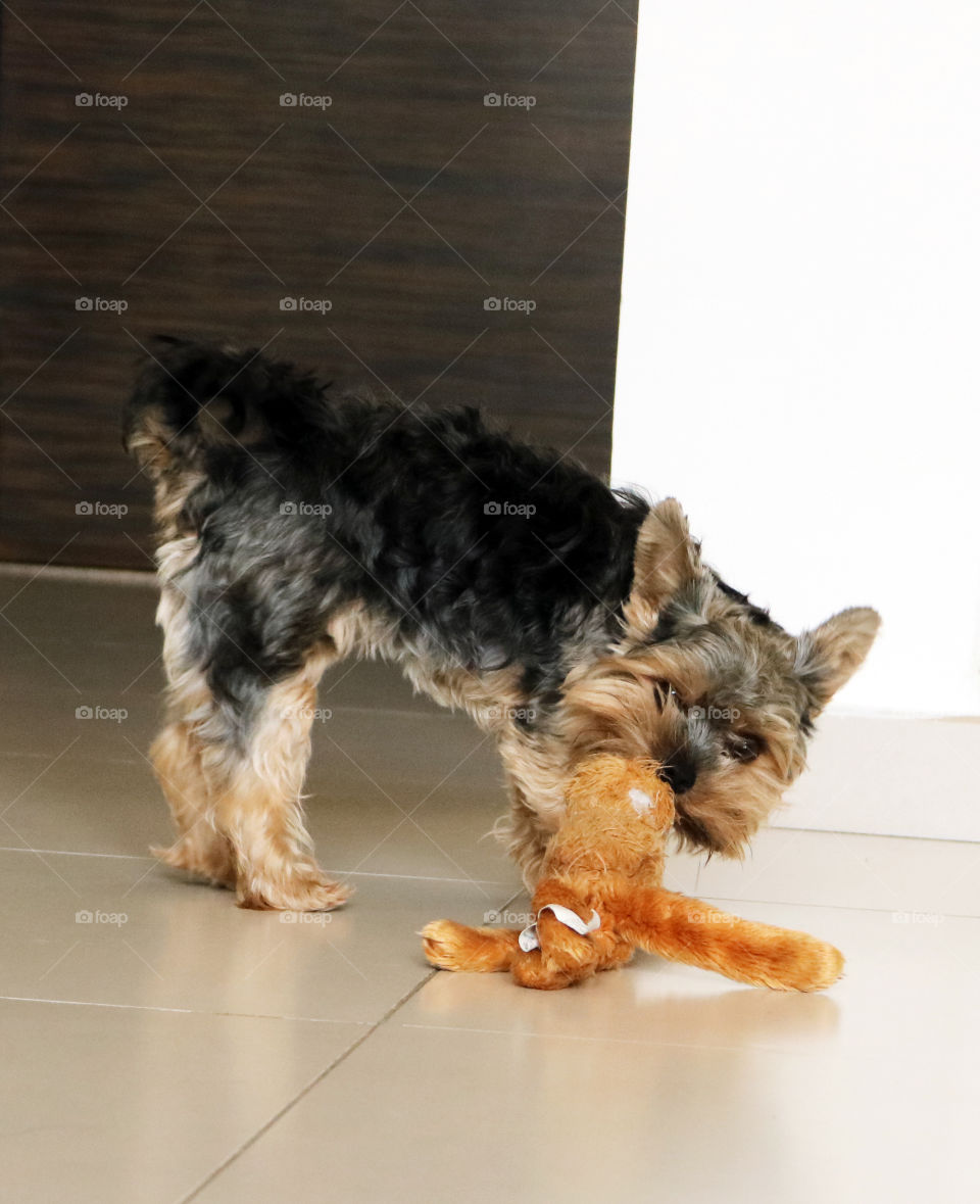 Yorkie Dog Playing