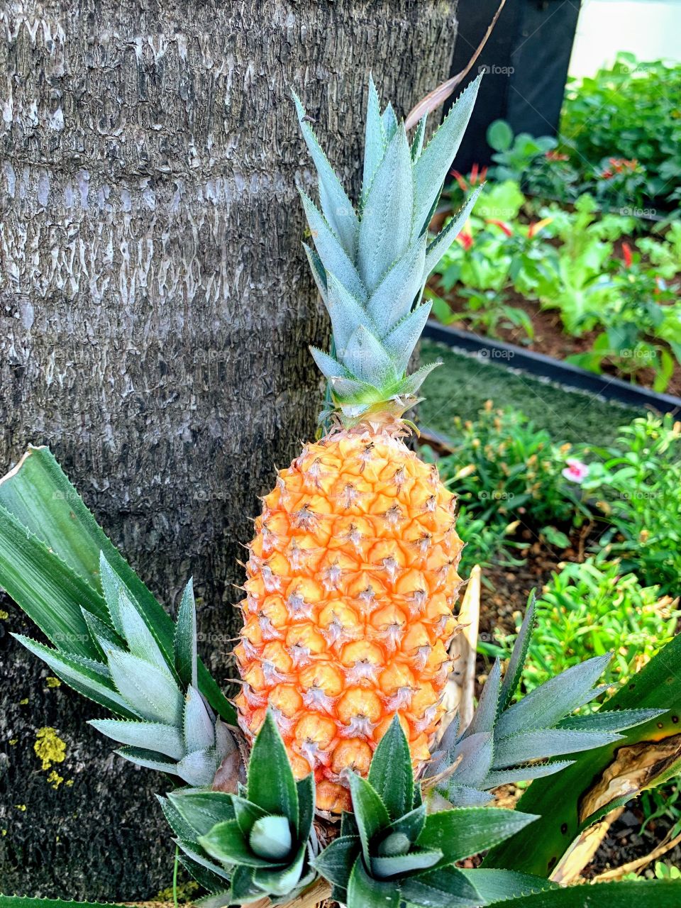 Pineapple plantation