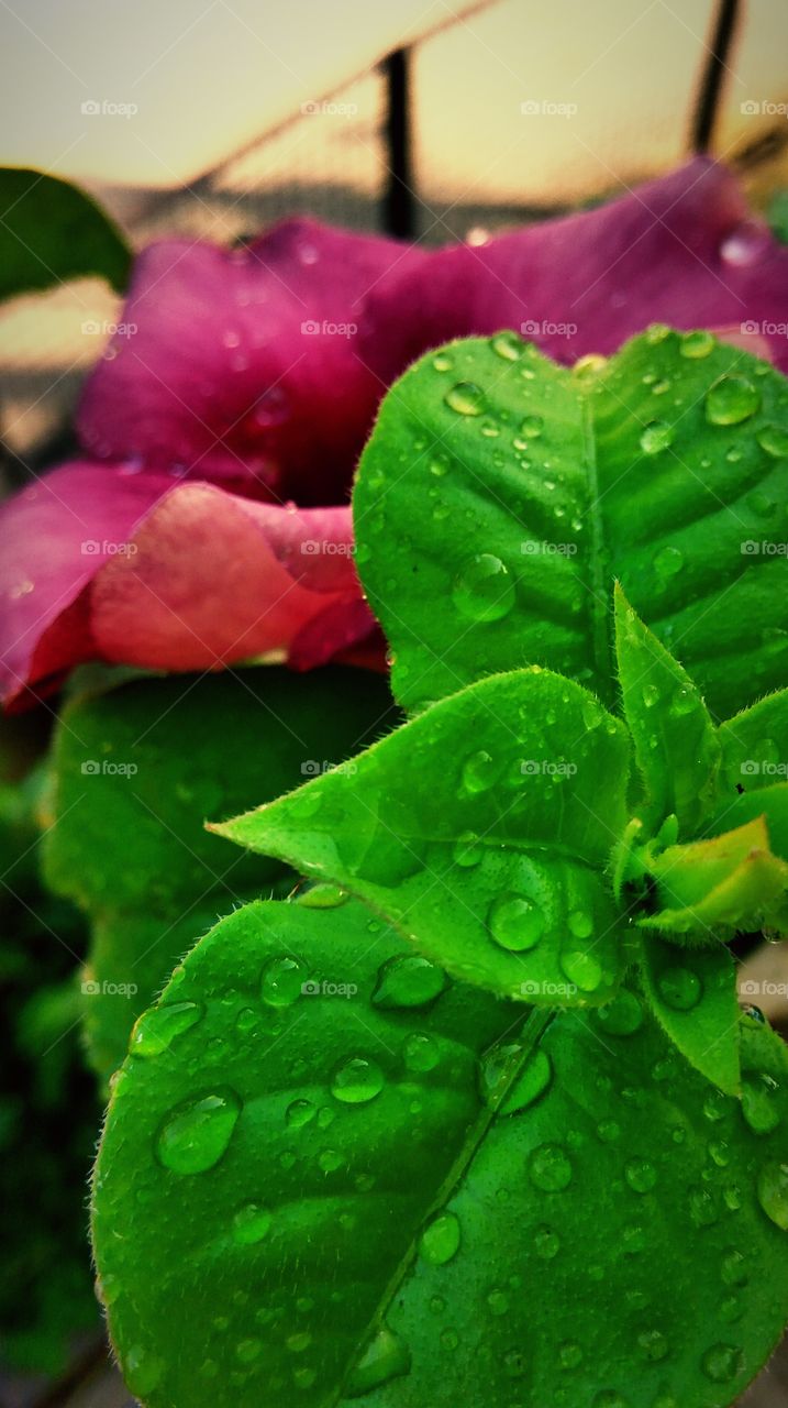 Beautiful droplets on leaf