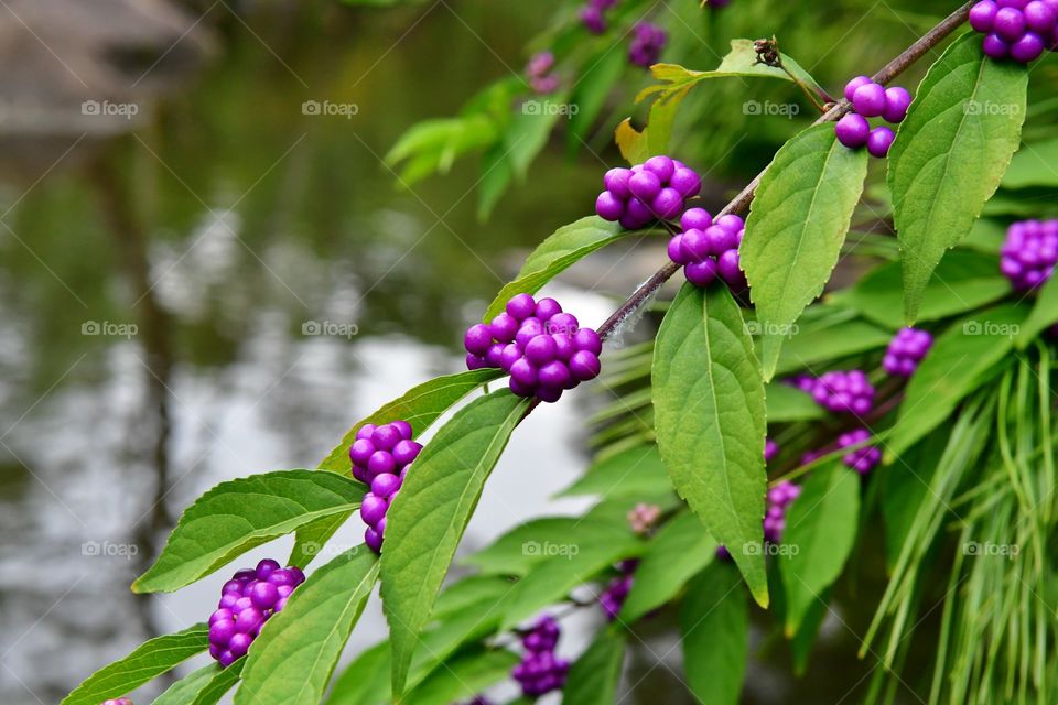 Colorful berries