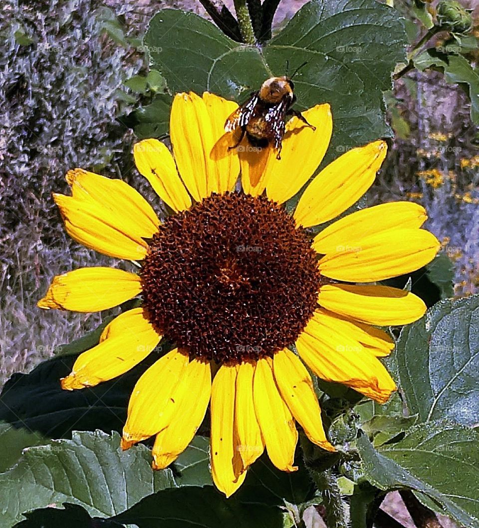 Sunflower with bee