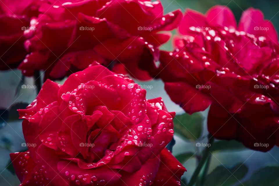 Morning dew on roses 