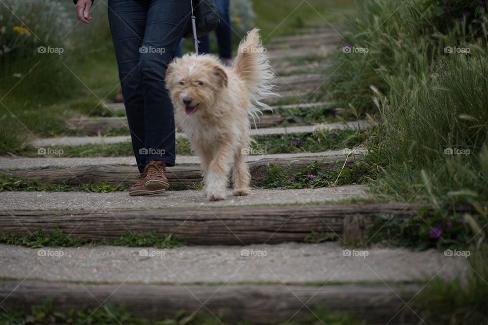 Dog walking with the owner