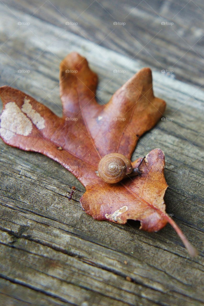 Snail on a Leaf