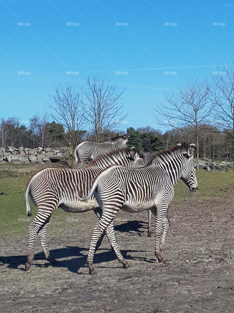 Zebra life