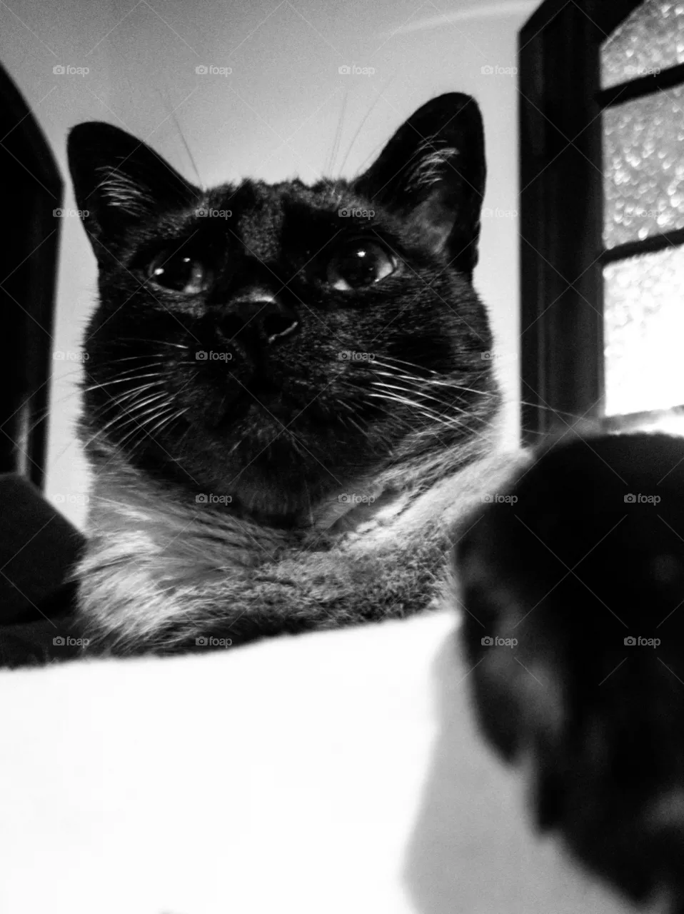 bw cat - Anúbis