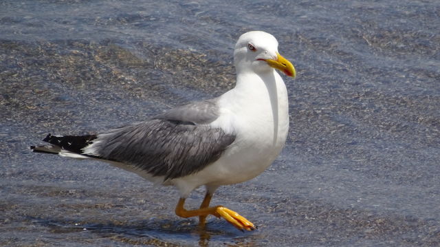 bird