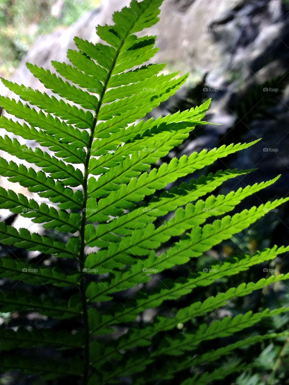 Close-up of a fern leaf